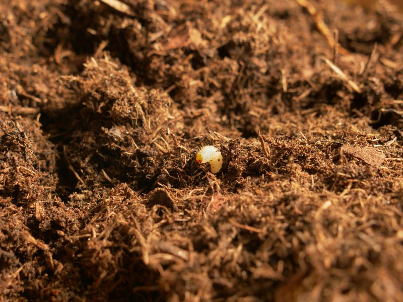 Grub Control in Ventura County, CA