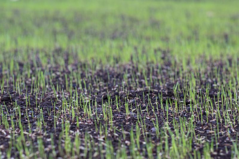New Lawn Seeding in Ventura County, CA