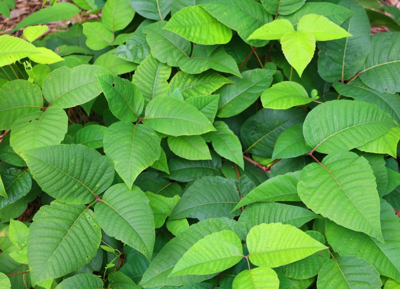 Poison Ivy Removal in West Chester, PA