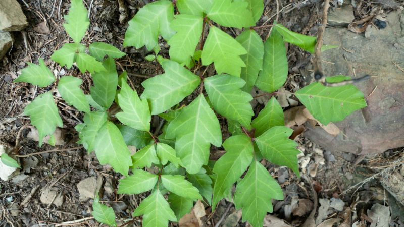Poison Ivy Removal in Pottstown, PA