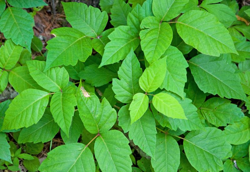 Poison Ivy Removal in Philadelphia, PA