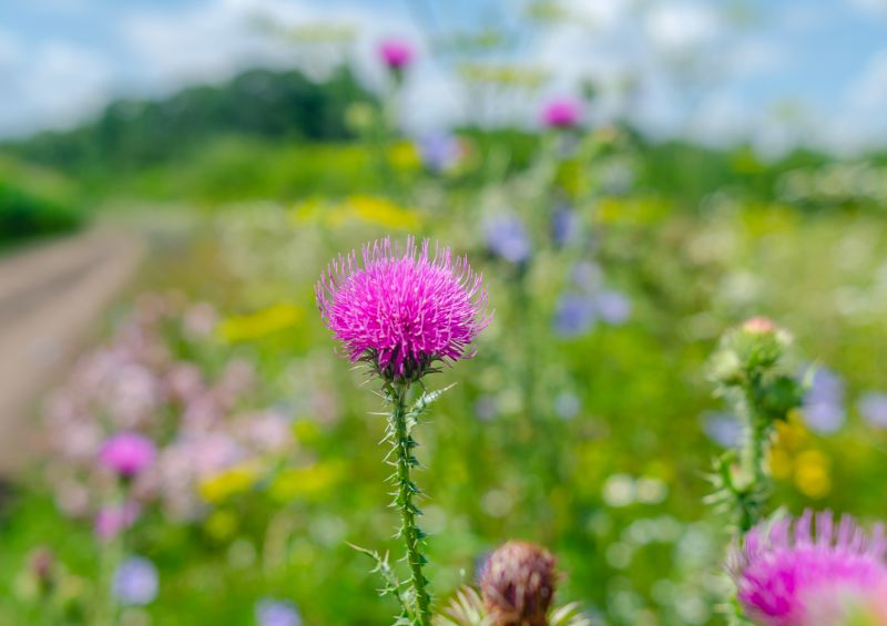 Thistle Treatment in Honolulu, HI