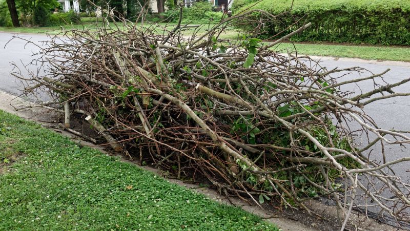 Tree Branch Disposal in Honolulu, HI