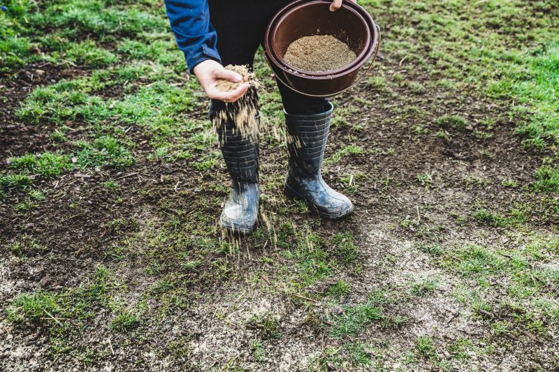 Bermuda Grass Seeding in Ventura County, CA