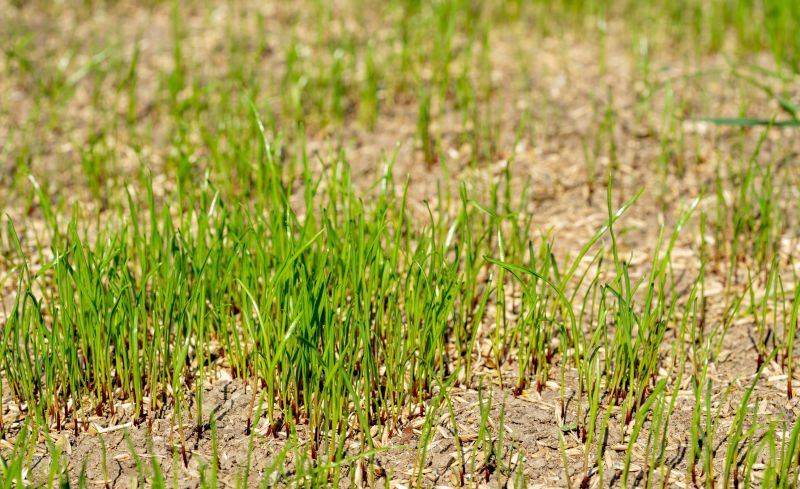 Commercial Grass Seeding in Ventura County, CA