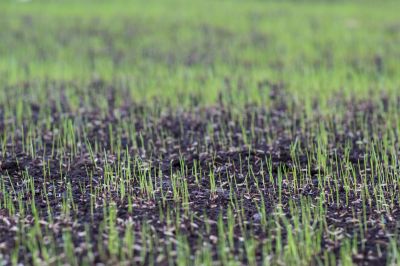 Commercial Grass Seeding in Honolulu, HI