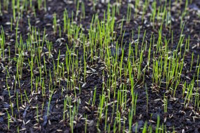 Fall Lawn Seeding in Ventura County, CA