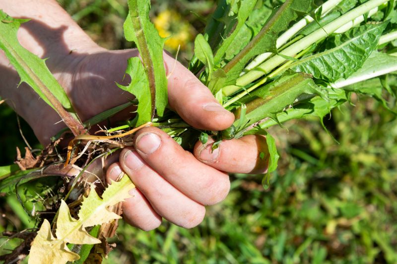 Garden Deweeding in Aiken, SC
