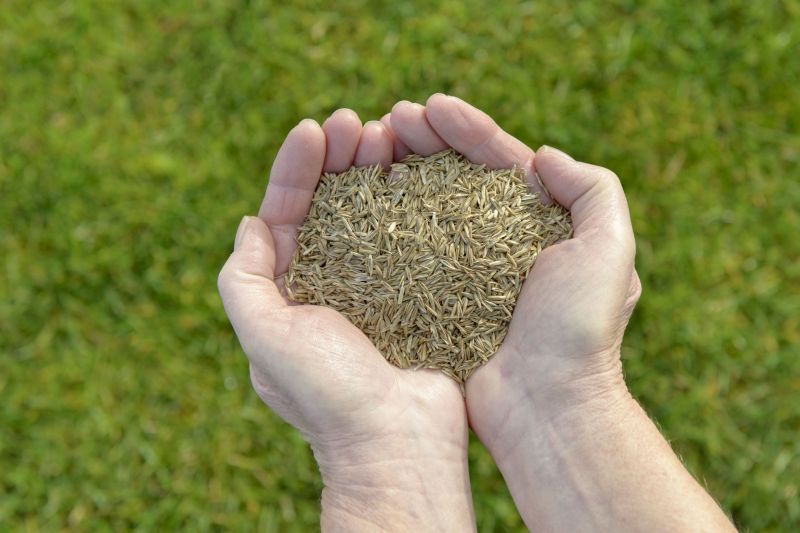 Grass Seeding Service in Honolulu, HI