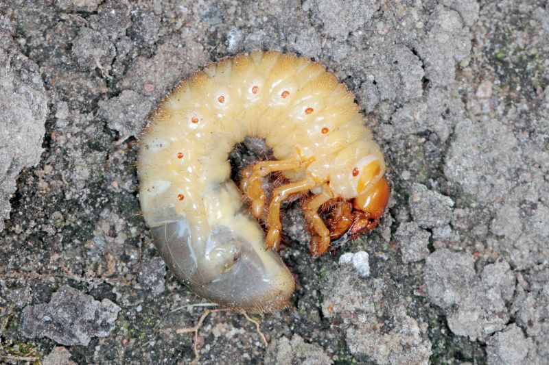 Grub Control in Ventura County, CA