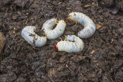 Grub Prevention in Ventura County, CA