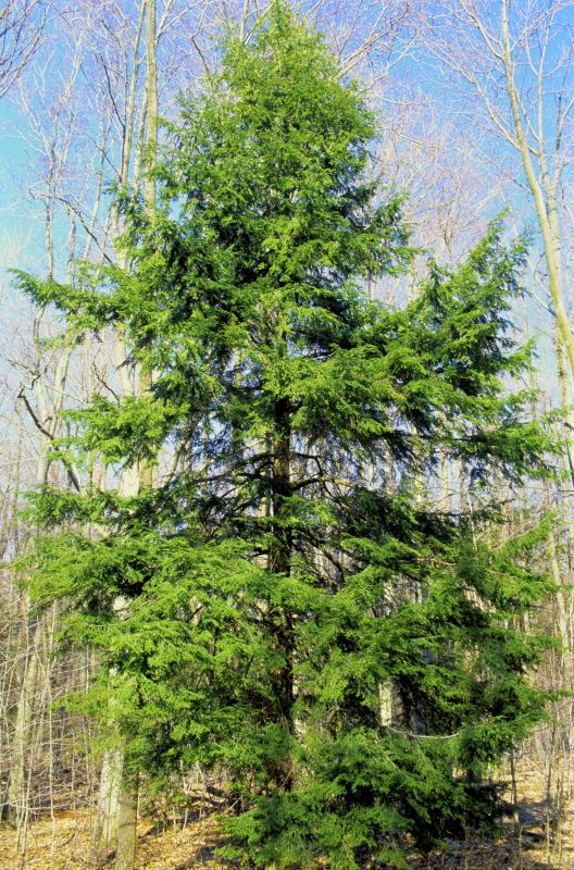 Hemlock Removal in Delaware County, PA