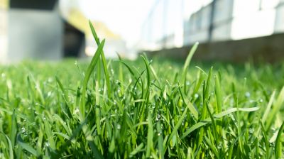 Lawn Disease Treatment in Ventura County, CA