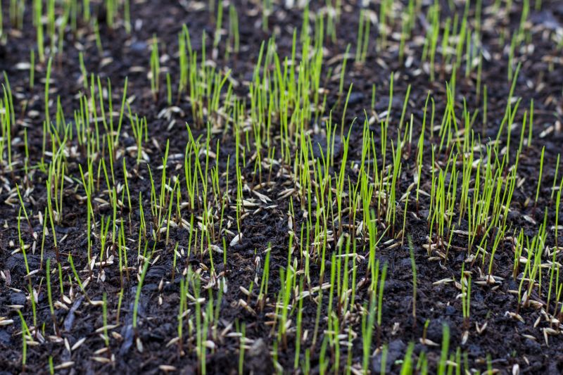 Lawn Reseeding Service in Honolulu, HI