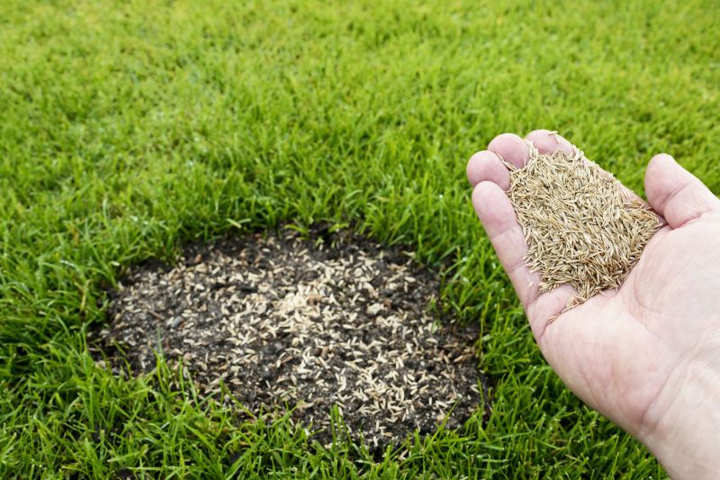 Lawn Reseeding Service in Ventura County, CA
