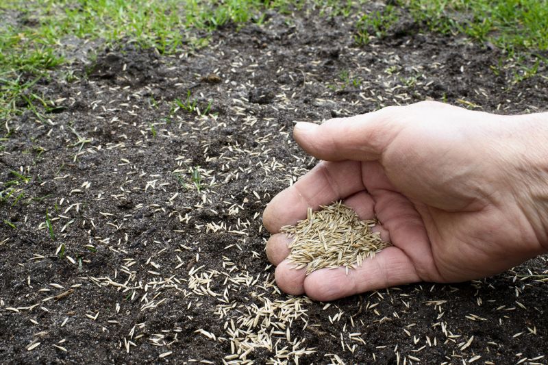 New Lawn Seeding in Ventura County, CA