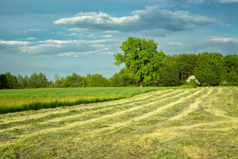 Pasture Mowing in Duluth, MN