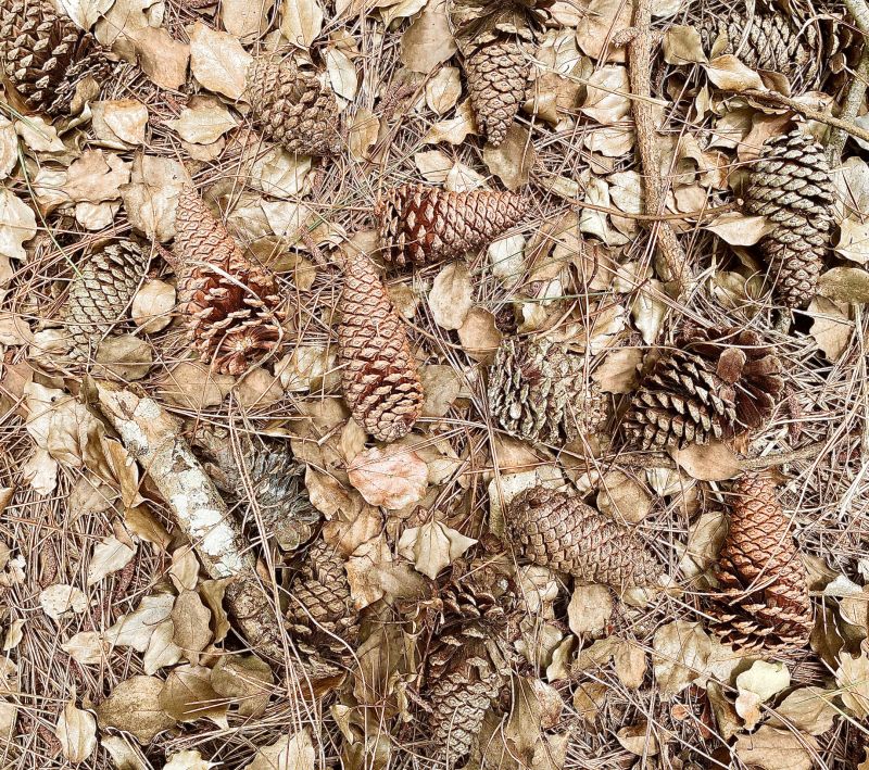 Pine Needles Removal in Ventura County, CA