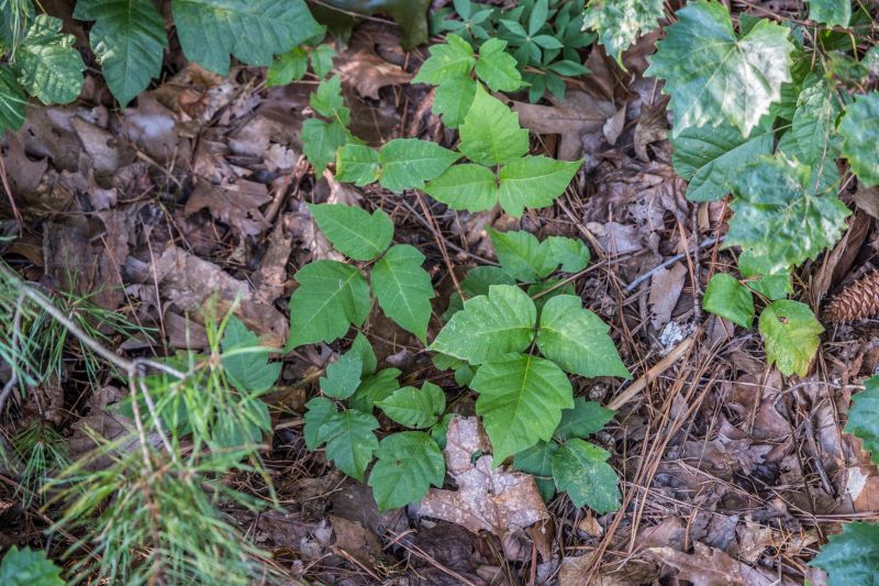 Poison Ivy Removal in Bucks County, PA