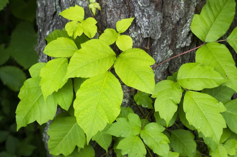 Poison Ivy Removal in Honolulu, HI