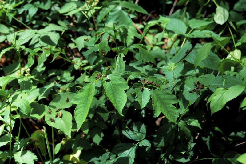 Poison Ivy Removal in Wilmington, DE