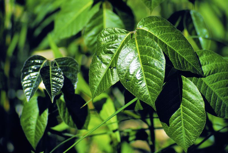 Poison Oak Removal in Doylestown, PA