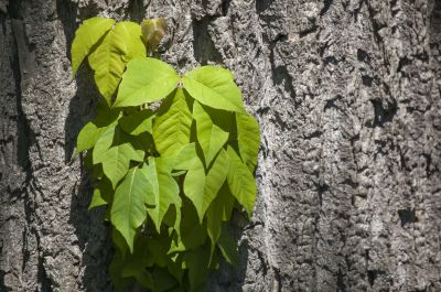 Poison Oak Removal in Ventura County, CA