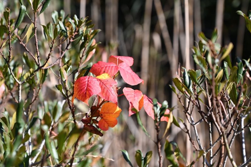 Poison Oak Removal in Ventura County, CA