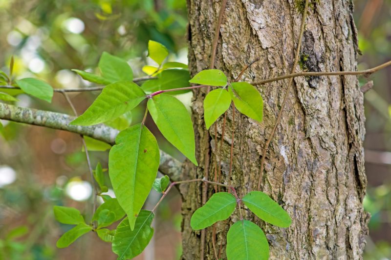 Poison Oak Removal in Bel Air, MD