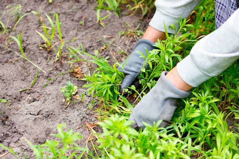 Poison Oak Removal in Lancaster, PA