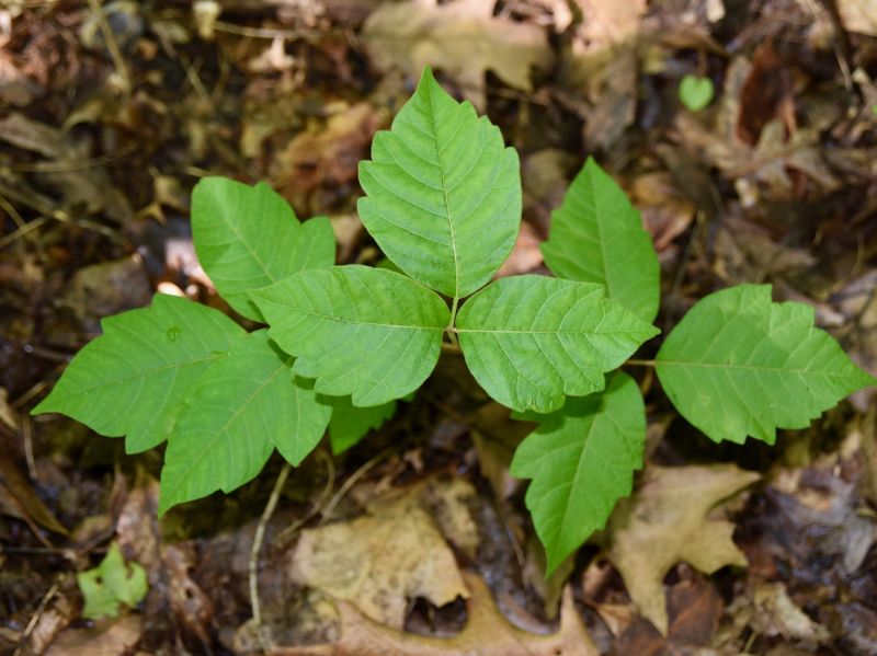 Poison Oak Removal in Burlington County, NJ