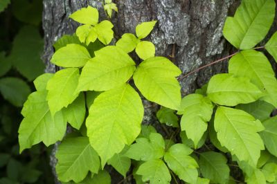 Poison Oak Removal in Montgomery County, PA