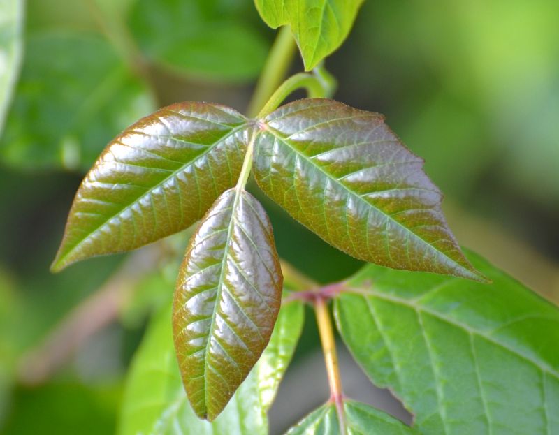 Poison Oak Removal in Montgomery County, PA