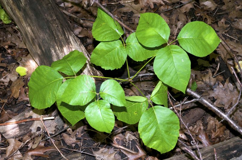 Poison Oak Removal in Newark, DE