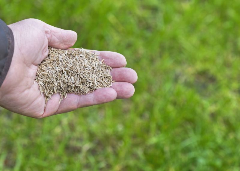 Spring Lawn Overseeding in Honolulu, HI